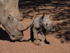 Daniel, Seha’s first calf with another poaching survivor, called Lucky