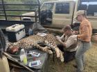 The back of a Landcruiser vehicle sometimes serves as an operating table!