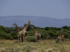 Giraffes in the area surrounding the STS base