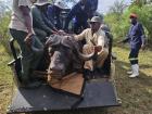 4X4 truck being used to transport a buffalo