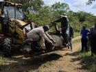 A front end loader used to transport a buffalo