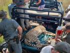 4X4 truck used to transport a cheetah