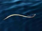 A banded sea snake glides across the calm Omani waters