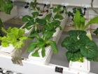 A small amount of fresh produce is grown year-round in a hydroponic garden (Erik Beiser, IceCube/NSF)