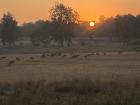 A herd of deer silhouetted against the setting sun, marking a peaceful end to a day in the wild