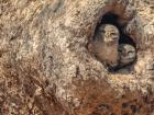 A pair of Spotted Owlets peer curiously from their safe haven inside the hollow of an old tree