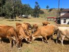 Young cows at Yadixsa's farm