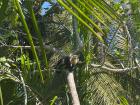 White-faced capuchin