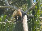 This white-faced capuchin was in the middle of calling