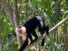 The very friendly monkeys in Limón