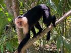 My closest shot of a capuchin!