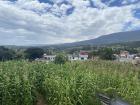 My host family grows their own corn in our yard. 