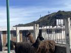 Sometimes at the Saturday markets you can find llamas for sale!
