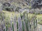 Another cacti I fell in love with.