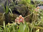 More orchids!