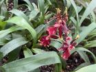 More orchids with bright colors!