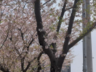 When the cherry blossoms begin to fall it looks almost like snow