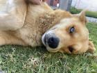 The apartment complex dog 