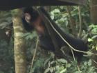 This monkey was loving the attention it was getting, taking several selfies with the tourists!