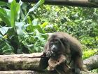 There were so many monkeys in this wildlife conservatory, they are one of my favorite animals 