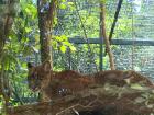 Pumita was brought here with her sisters as babies, and she is living a spoiled life here at the wildlife conservatory