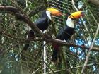 I got to see toucans in person for the first time, just before this picture, they were in the middle of an argument