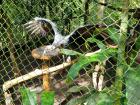 This vulture was seriously posing for our group with his wings out the entire time we were visiting him, showstopper I must say