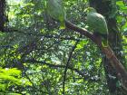 Unfortunately, like many of the other animals in the conservatory, these birds cannot be released into the wild due to the injuries of abuse they face in their lives