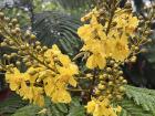 Another flowering tree native to Córdoba and other tropical areas where caracara nest