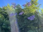 Jacaranda tree in a park in Buenos Aires, where you can also find plenty of caracara