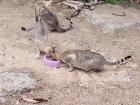 The cats enjoying some of my leftovers