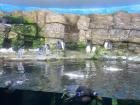 Penguins at the famous Oceanogràfic in Valencia, Spain