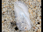 A dead velella