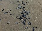 A whole community of velella 