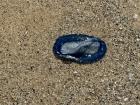 Here's what a velella looks like!