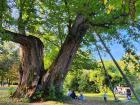 A large tree in the Karlsruhe Schlossgarten, supported by metal beams