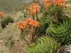 A spiral aloe with flowers in the mountains
