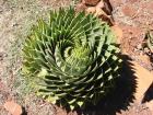 The pattern of a spiral aloe