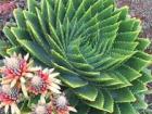 A spiral aloe with flowers in the lowlands