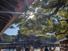 Inside Meiji Jingu Shrine