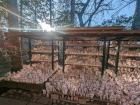 Gotokuji Temple, known for its cat statues, has both a shrine and temple on the sacred grounds
