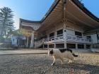 A surprise appearance by the cat at cat shrine!