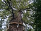 Imakumano Shrine, that reveres Yatagarasu, includes a sacred 900 year old tree