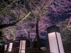 A look at flower viewing during the night time!