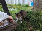 One of the cats that Yuyu often sees while exploring her neighborhood