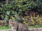 Two of the cats that Yuyu often sees while exploring her neighborhood! 