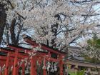 Sakura blooming in a shrine 