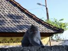 A monkey I met in Bali. They’re cute but if you ever visit, be careful! They like to steal anything and everything they can