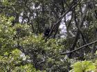 A howler monkey that I saw while touring a coffee farm
