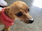 My host family's chihuahua, Rocky, wearing a traditional "pañuelo rojo" (red bandana)